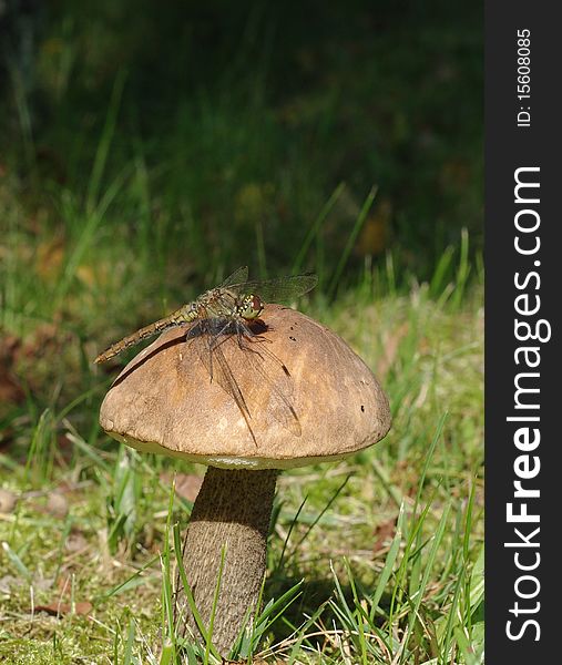 Sitting on edible mushroom dragon-fly. Sitting on edible mushroom dragon-fly