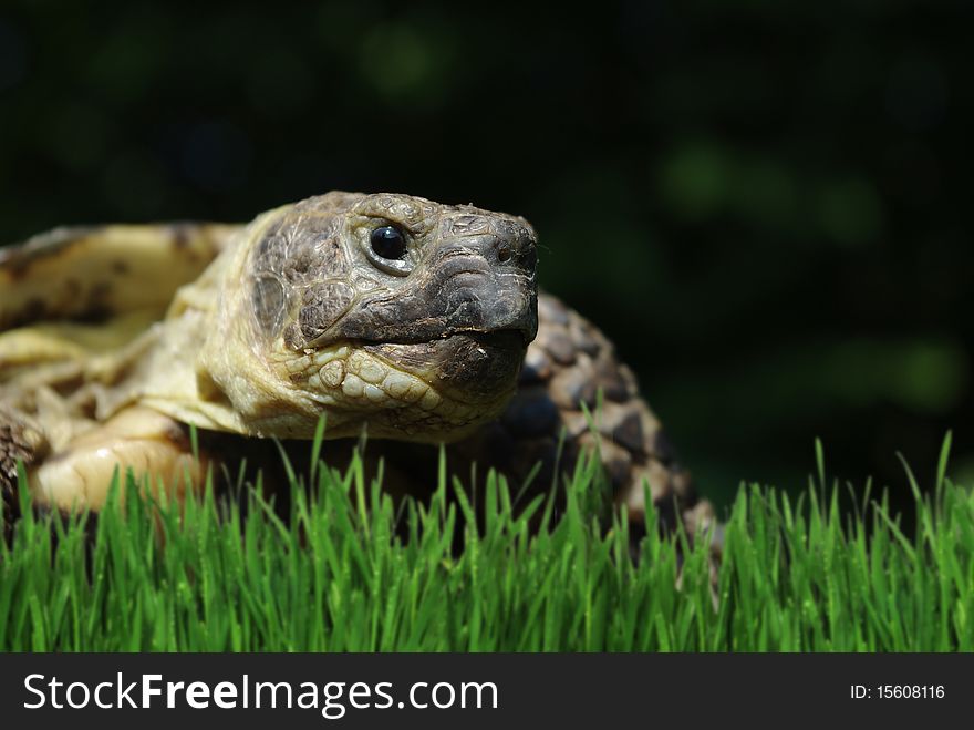 Grassland tortoise from upraised head