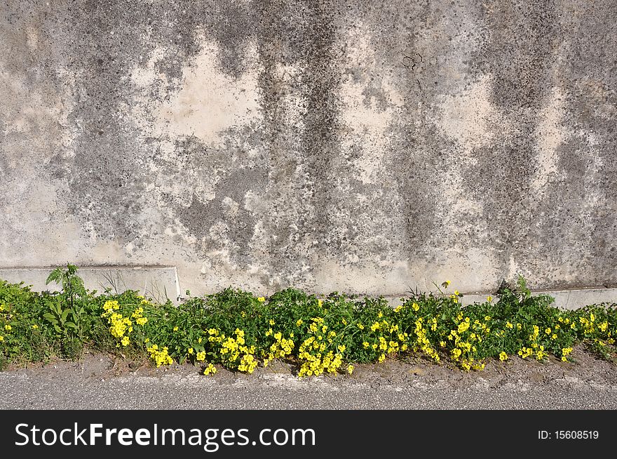 Wallflowers on bottom of grey concrete wall