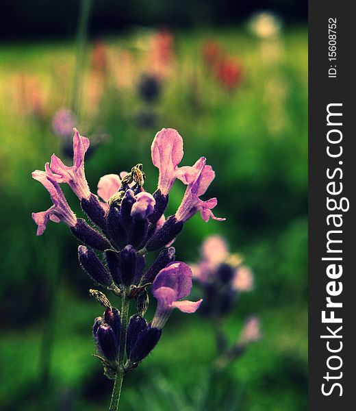 Lavender in the middle of hayfield