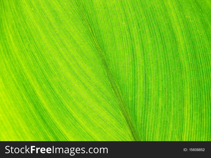 Green leaf with veins, close up, background