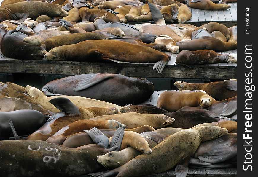 San francisco bay sea lions