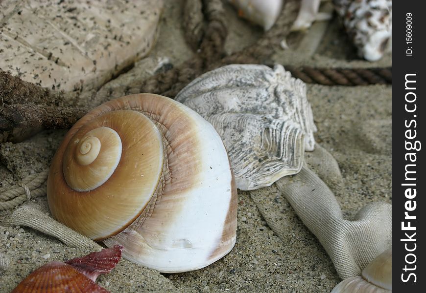 Shell on Beach