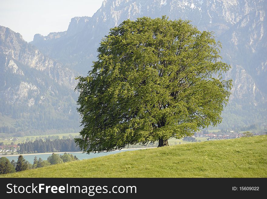 Single beech tree in germany at the alp mountains