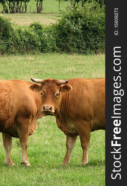 It looks like these cows have one head for two bodies. It looks like these cows have one head for two bodies