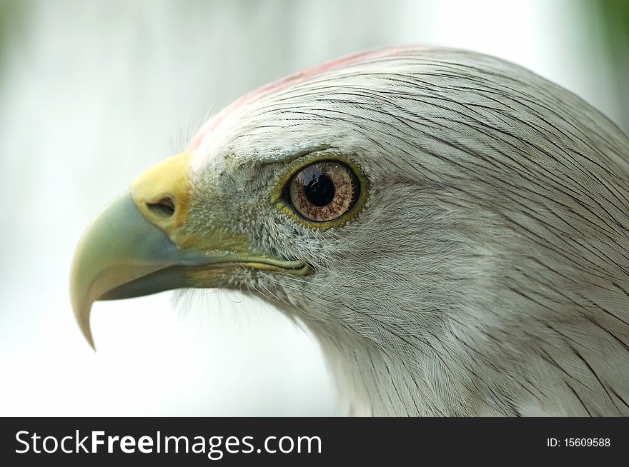 Profile image of a hawk