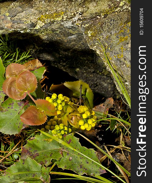 This oregon hollygrape (Mahonia reprens) is is the flowering stage, surrounded by juniper and lichened granite. This oregon hollygrape (Mahonia reprens) is is the flowering stage, surrounded by juniper and lichened granite.