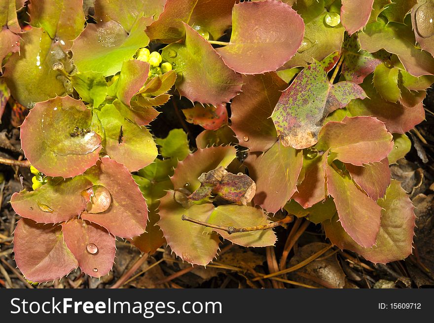 Leaves, Oregon Hollygrape