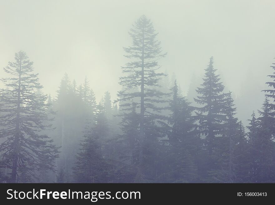 Magic misty forest. Beautiful natural landscapes. Magic misty forest. Beautiful natural landscapes.