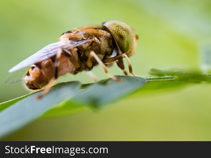 Detailed closeup horsefly isolated with green background