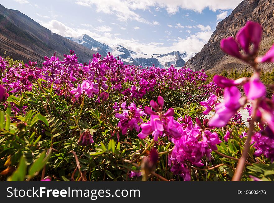 Mountain meadow in sunny day. Natural summer landscape. Mountains in Alaska. Mountain meadow in sunny day. Natural summer landscape. Mountains in Alaska.