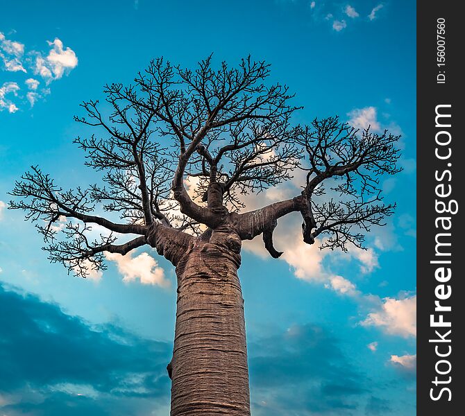 Sunrise over Avenue of the baobabs, Madagascar.