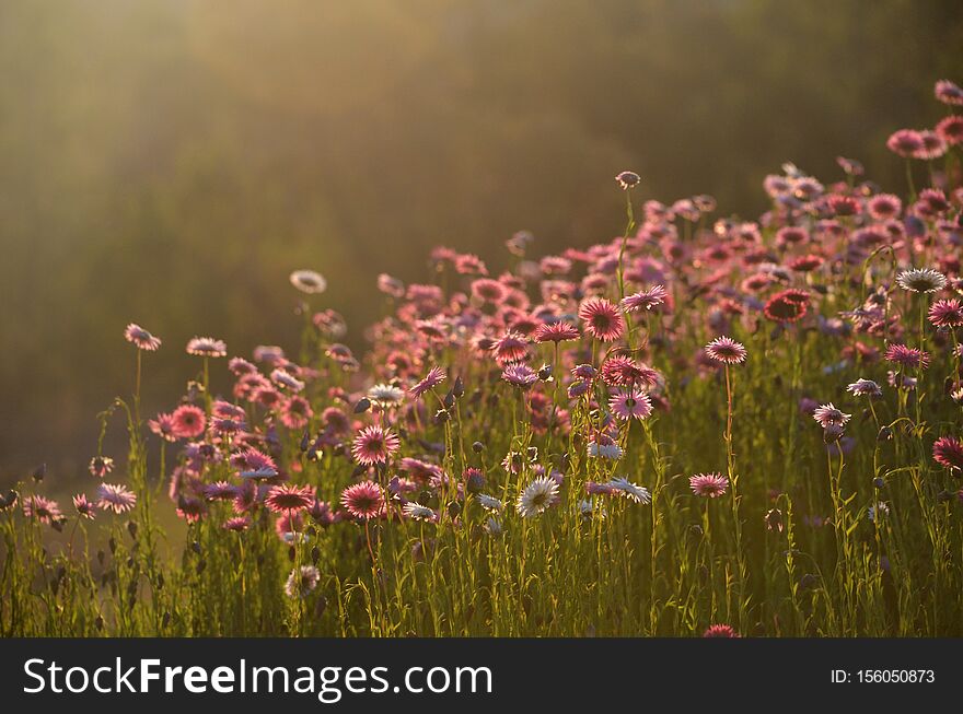 Australian Everlasting Daisy flower meadow in soft golden afternoon light. Also known as strawflowers and paper daisies. Australian Everlasting Daisy flower meadow in soft golden afternoon light. Also known as strawflowers and paper daisies.