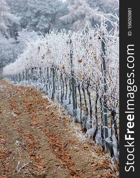 vineyards in winter, Znojmo region, Czech Republic