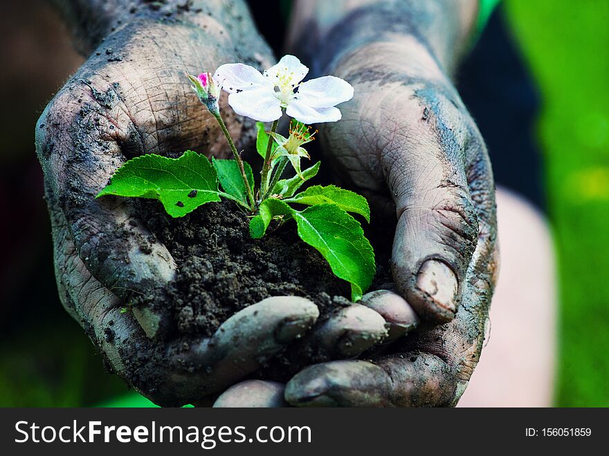 Farmer hand holding a fresh young plant with flower. Symbol of new life and environmental conservation