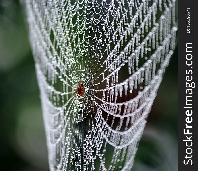 Morning dew on the web