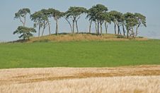 Trees On Skyline. Royalty Free Stock Image Trees On Skyline. Royalty Free Stock Image