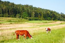 Grazing Cow Royalty Free Stock Photography