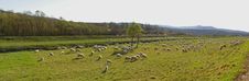 Countryside With Sheep Flock - Panorama Stock Photo