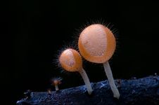 Group Of Orange Cup Mushroom. Royalty Free Stock Images