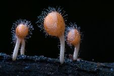 Orange Cup Mushroom With Drops. Stock Photo Orange Cup Mushroom With Drops. Stock Photo