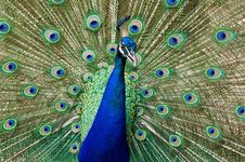 Blue Peacock. Royalty Free Stock Photography