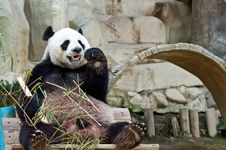 Panda Eating. Royalty Free Stock Photos