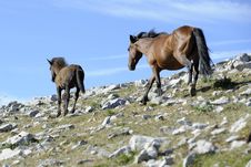 Mare And Foal Royalty Free Stock Image Mare And Foal Royalty Free Stock Image