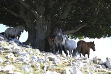 Herd Of Horses Royalty Free Stock Image