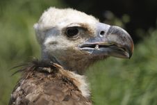 Cinereous Vulture Stock Image Cinereous Vulture Stock Image