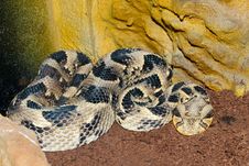 Puff Adder In Terrarium Stock Photo Puff Adder In Terrarium Stock Photo