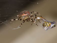 Spider Catch Wasp Stock Photo
