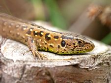 Sand Lizard Royalty Free Stock Images Sand Lizard Royalty Free Stock Images