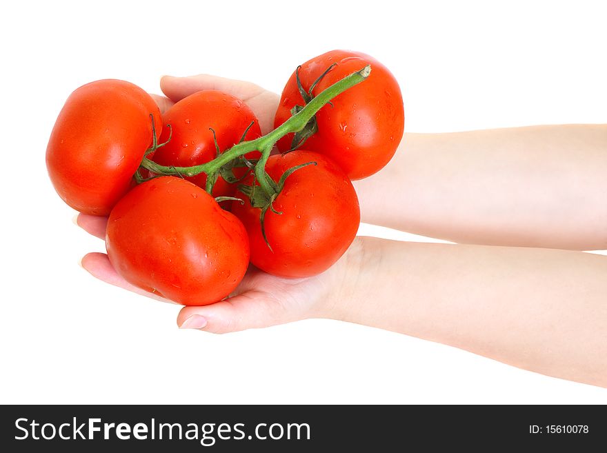 Fresh tomatoes in the hands isolated on white