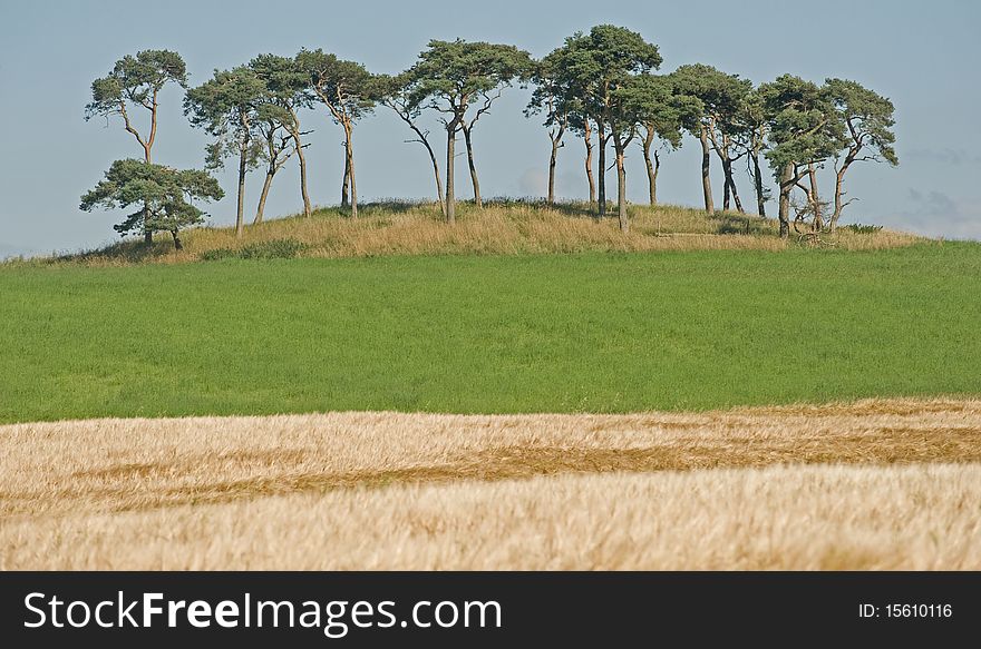 An image of a stance of trees on a hill-top with grass and barley in the foreground. An image of a stance of trees on a hill-top with grass and barley in the foreground.