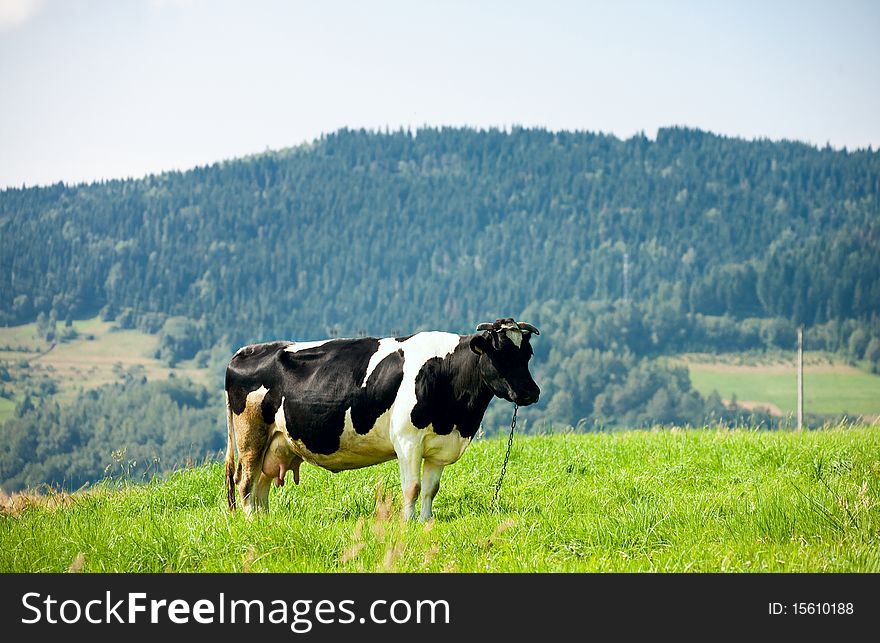 Cow on green mountain pasture