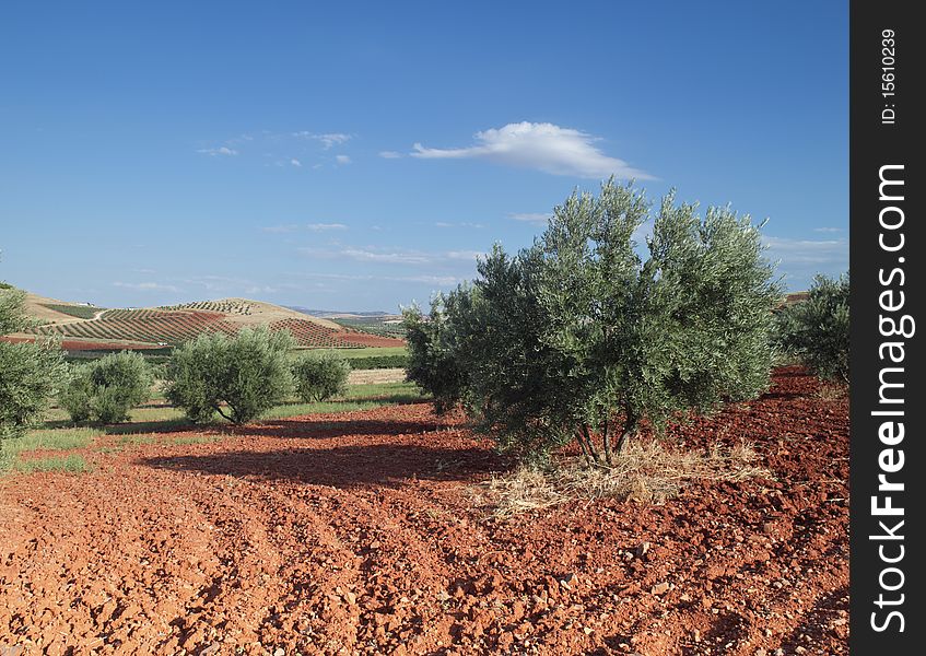 Olive field in the south of spain
