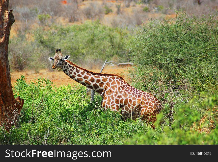 Giraffe in its natural habitat - Kenyan savanna