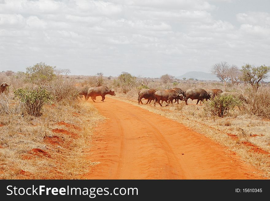 Herd of buffalos crossing a route in Kenya