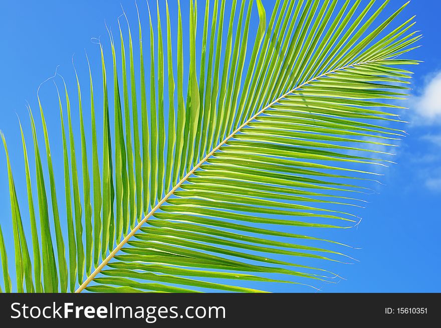 Green leaf of palm tree against blue sky. Green leaf of palm tree against blue sky