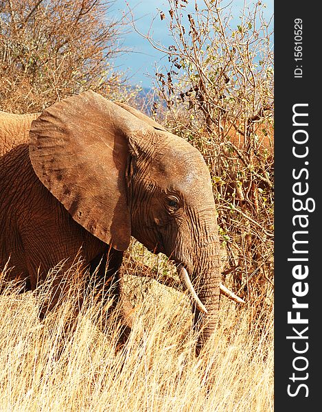 Red elephant in natural habitat in Kenya wildlife park