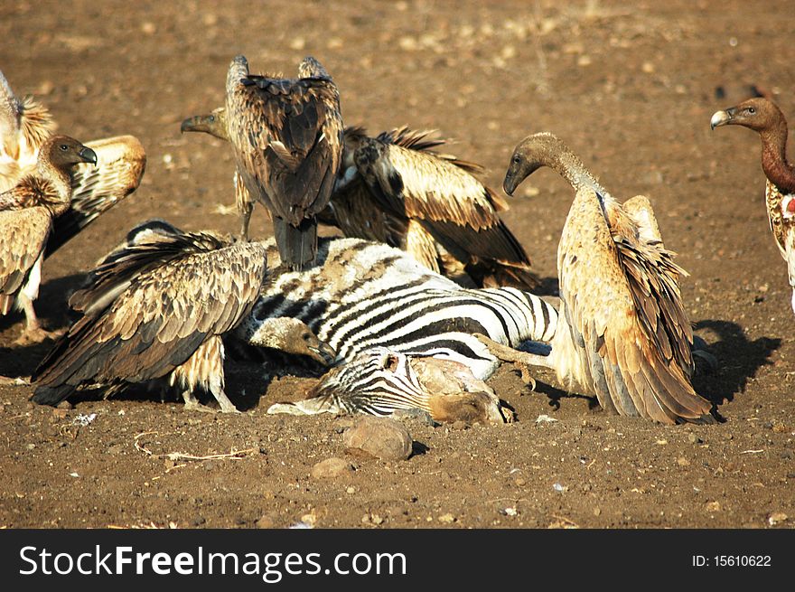 Vultures Fighting For Place To Eat Dead Zebra