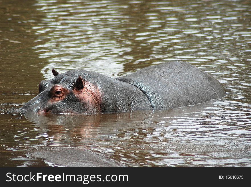 Hippopotamus swimming in river in Kenya