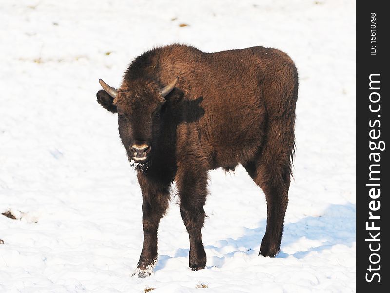 Baby bison standing in snow