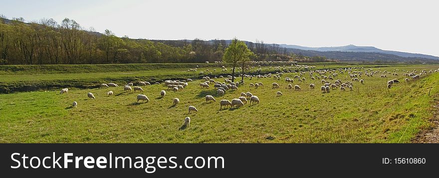 Rural landscape; sunlit meadows in the river valley with large sheep flock grazing;. Rural landscape; sunlit meadows in the river valley with large sheep flock grazing;