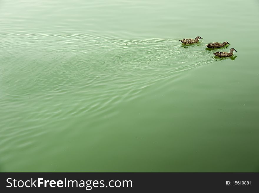 Two ducks on the tranquil lake surface. Two ducks on the tranquil lake surface