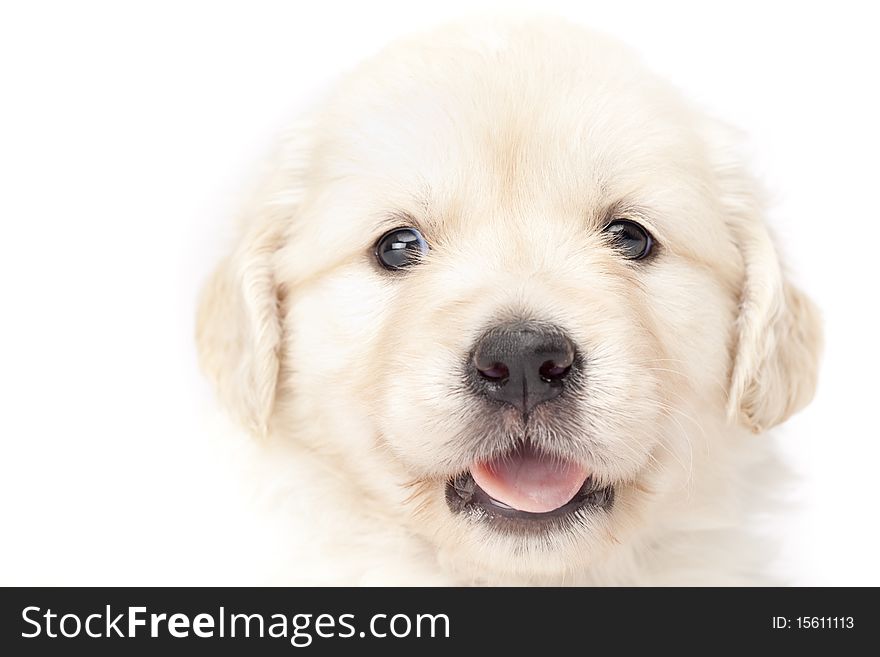 Head of a beautiful puppy isolated over white