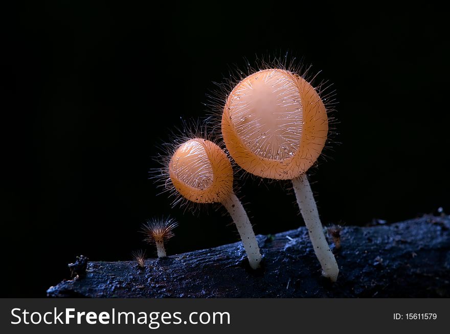 Group of orange cup mushroom with black background in the tropical rain forest, Thailand. Group of orange cup mushroom with black background in the tropical rain forest, Thailand.