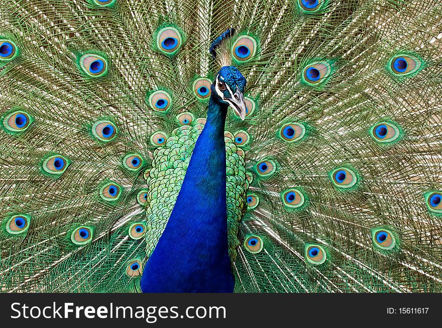 Blue peacock with colorful opened feathers. Blue peacock with colorful opened feathers.