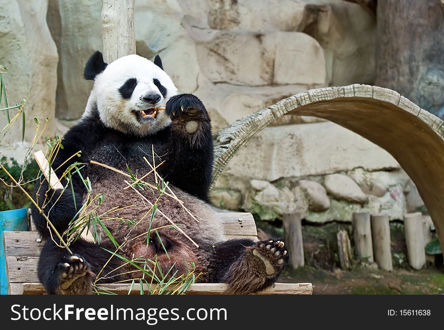 A Panda bear eating bamboo leaves. A Panda bear eating bamboo leaves.